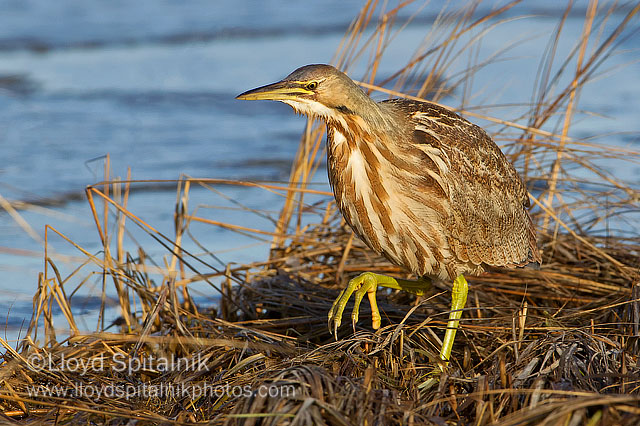 American Bittern