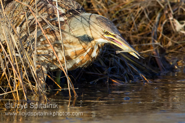 American Bittern
