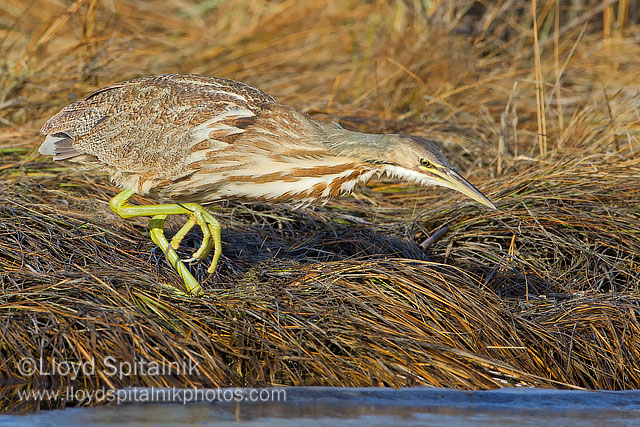 American Bittern