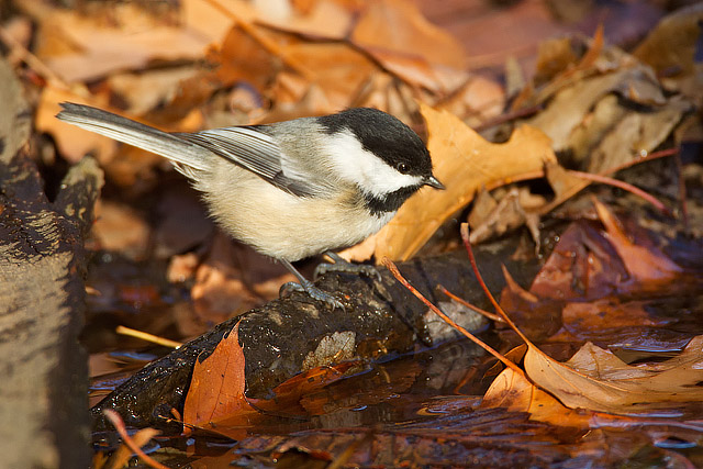 Black-capped Chickadee