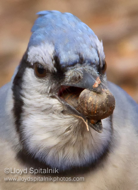 Blue Jay
