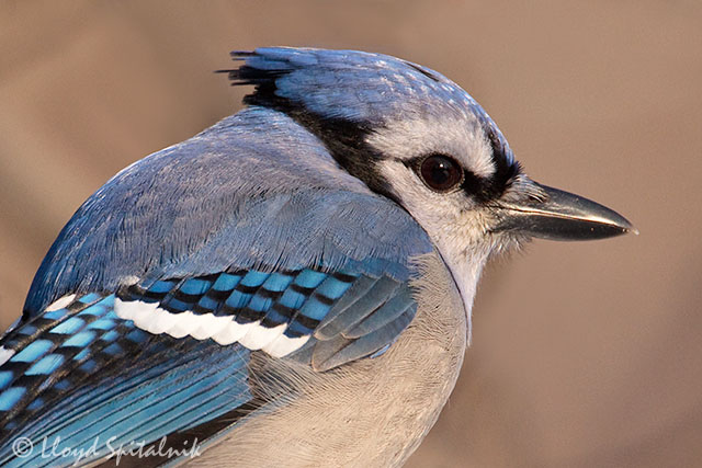 Blue Jay
