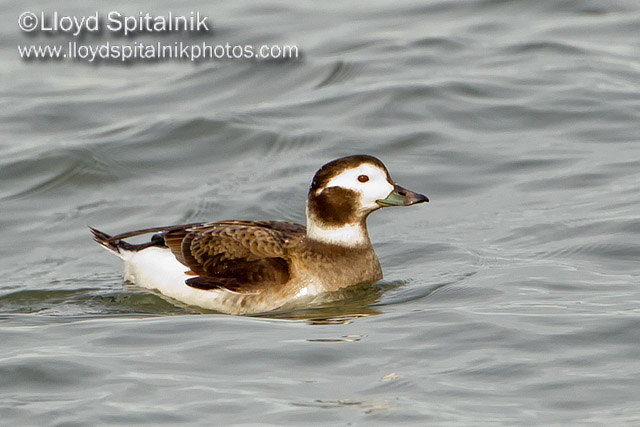 Long-tailed Duck (Oldsquaw)
