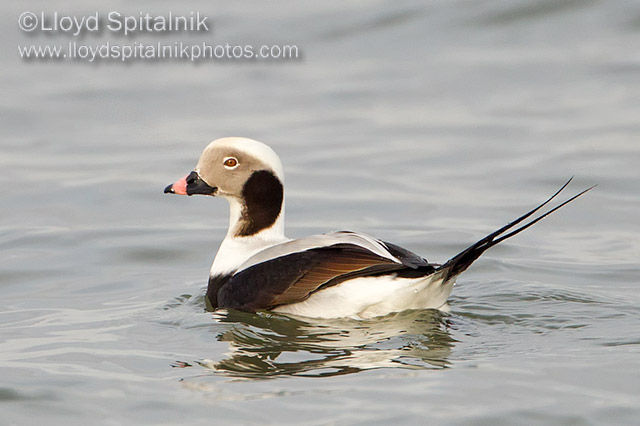 Long-tailed Duck/Oldsquaw (male)