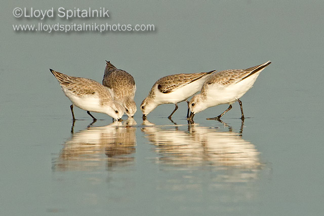 Sanderling