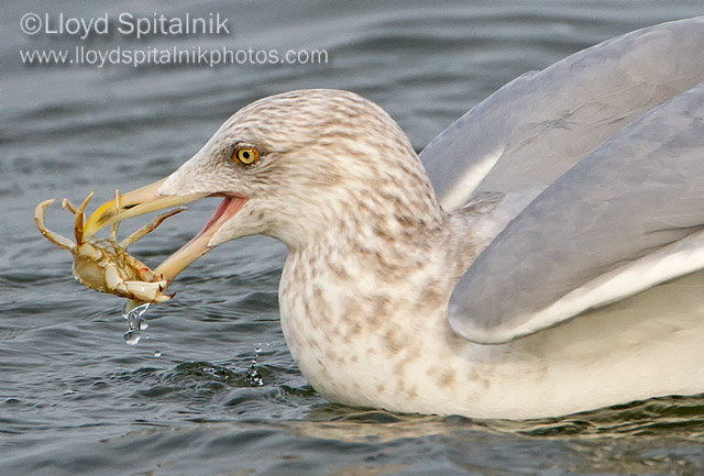 Herring Gull