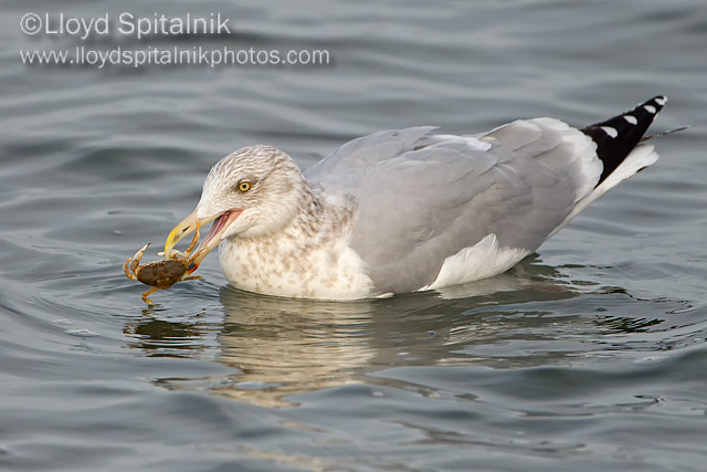 Herring Gull
