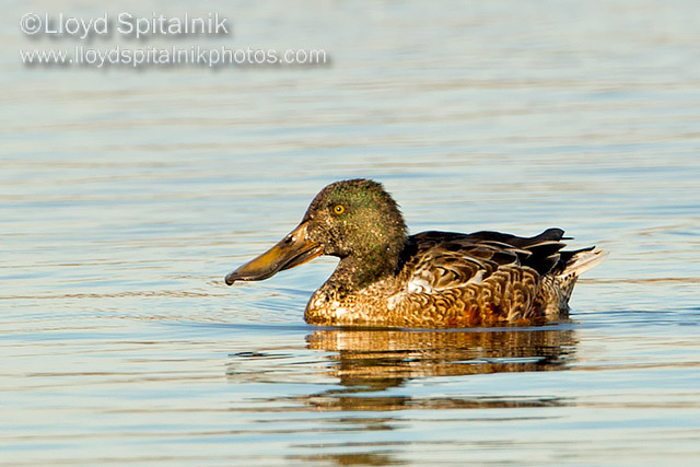 Nnorthern Shoveler