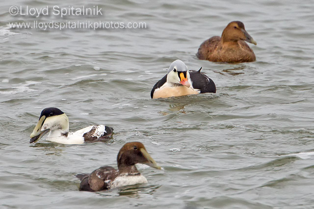 King and Common Eider