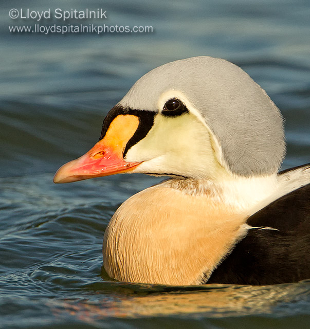 King Eider