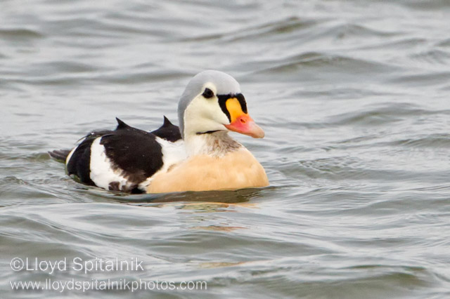 King Eider