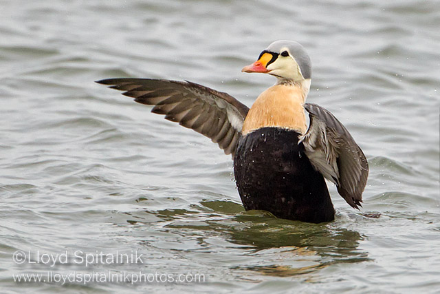King Eider