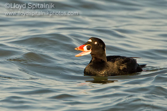 Surf Scoter