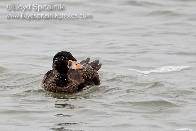 Surf Scoter (1st winter male)