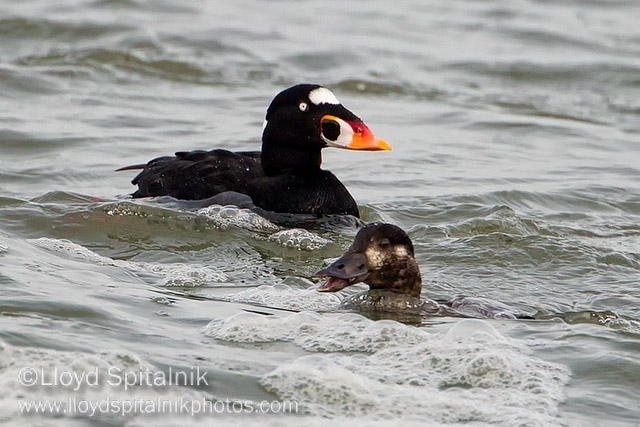 Surf Scoter