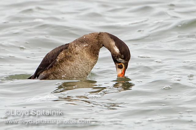 Surf Scoter (1st winter male)