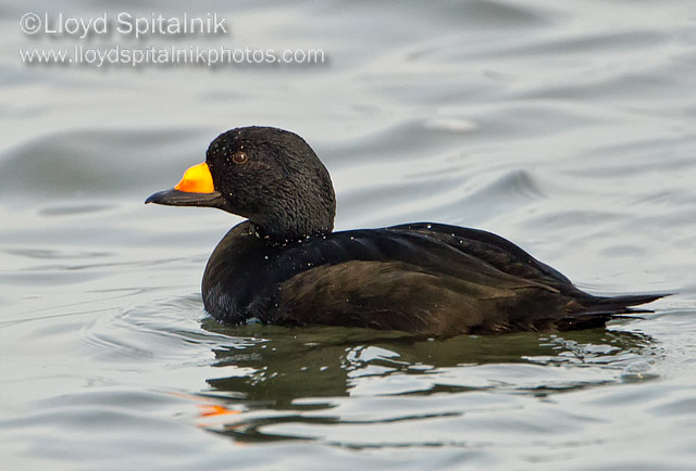 Black Scoter