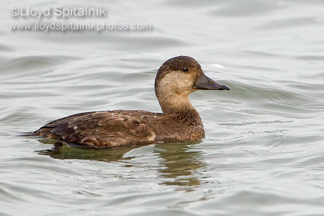 Black Scoter (female)