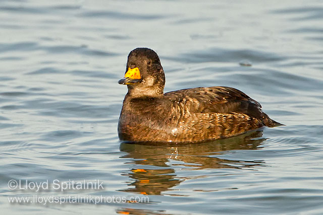 Black Scoter (1st winter male)