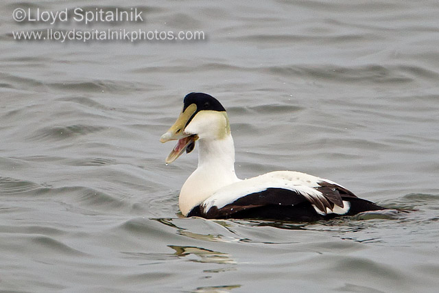 Common Eider