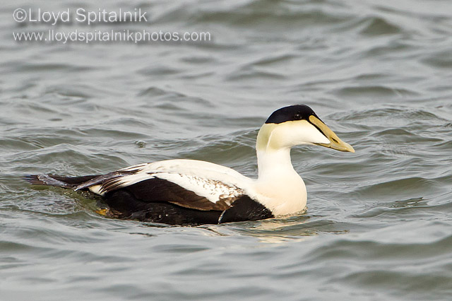 Common Eider