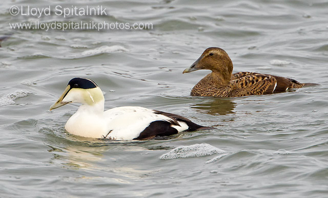 Common Eider