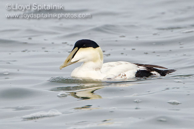 Common Eider