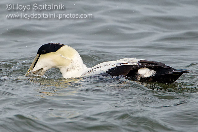 Common Eider