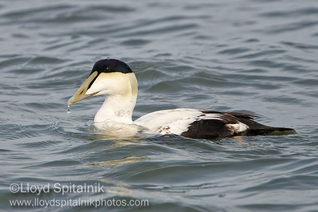 Common Eider