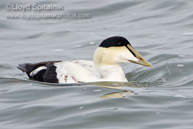 Common Eider