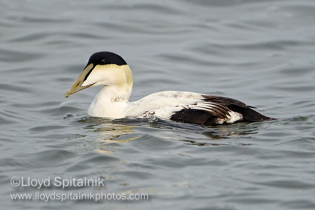Common Eider