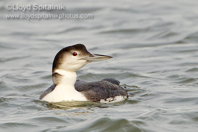 Common Loon