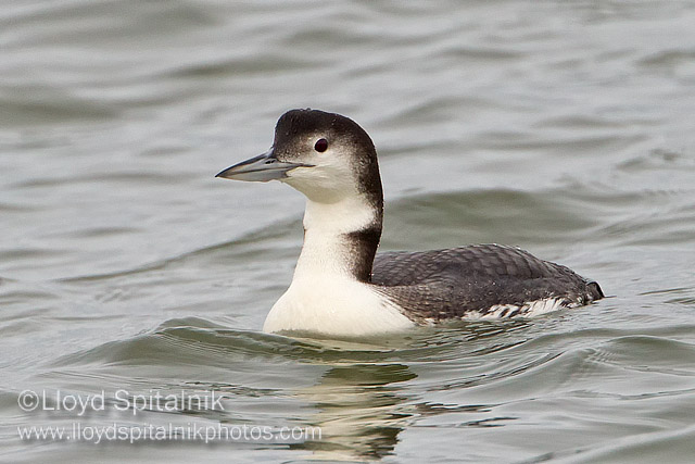 Common Loon