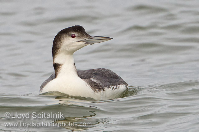 Common Loon