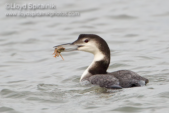 Common Loon