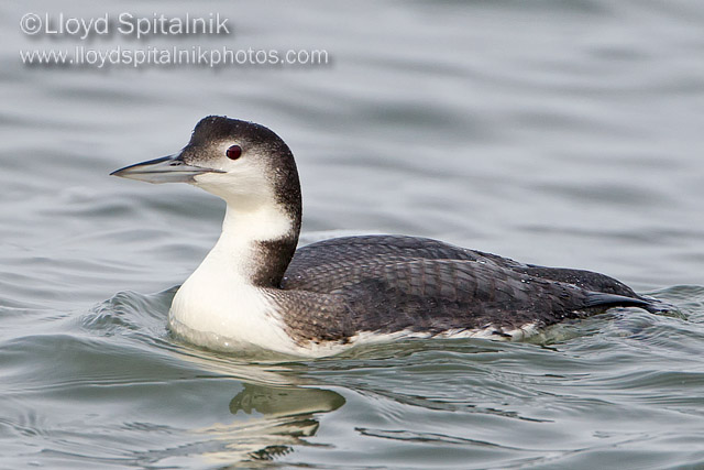 Common Loon