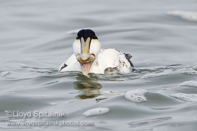 Common Eider