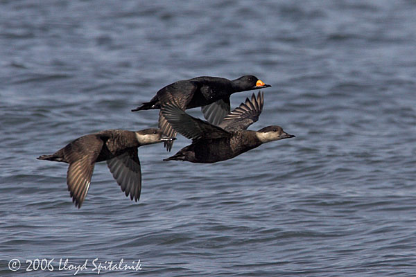 Black Scoter