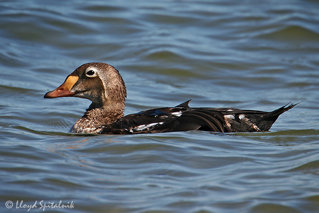King Eider