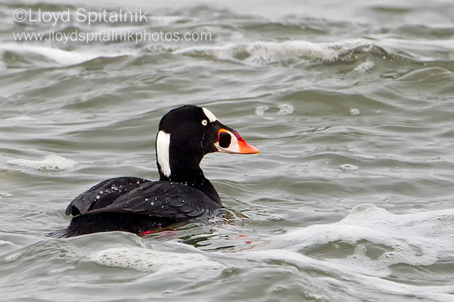 Surf Scoter