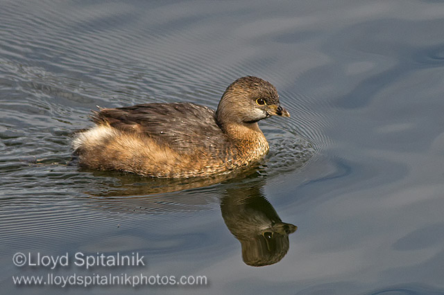 Pied-billed Grebe