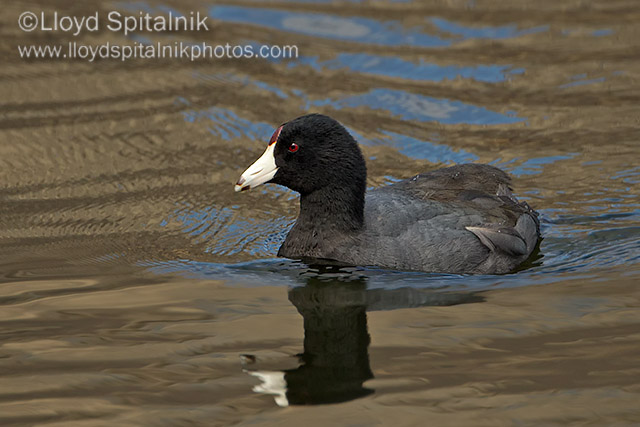American Coot