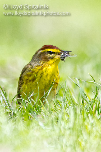 Palm Wrbler