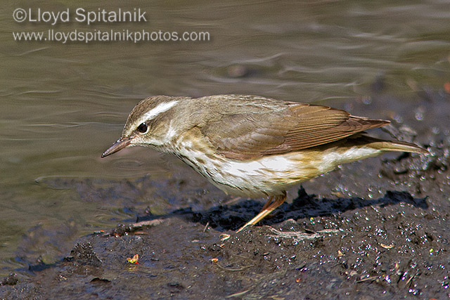 Louisiana Waterthrush