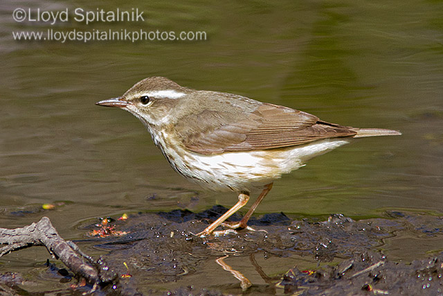 Louisiana Waterthrush