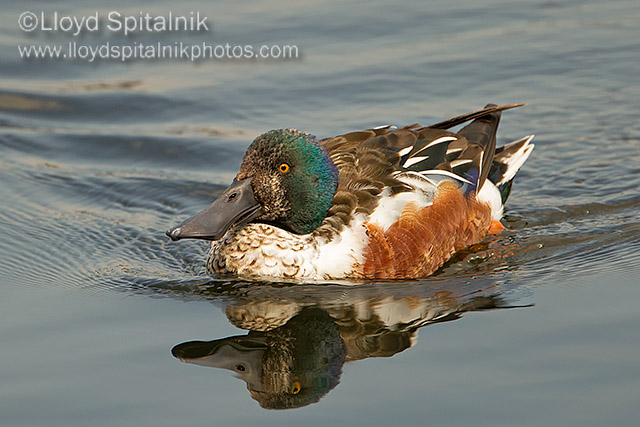Northern Shoveler (male)