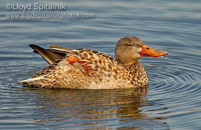 Northern Shoveler (female)