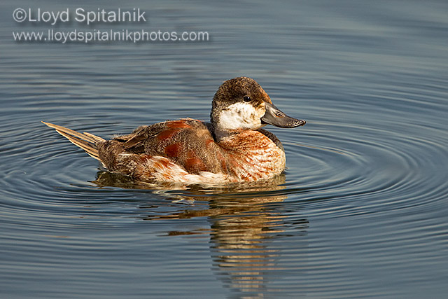 Ruddy Duck