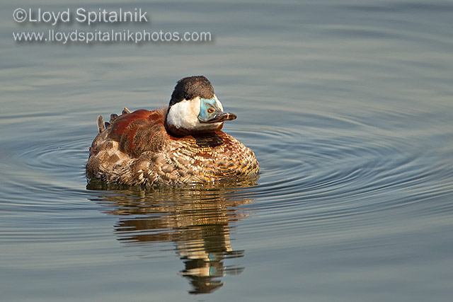 Ruddy Duck 