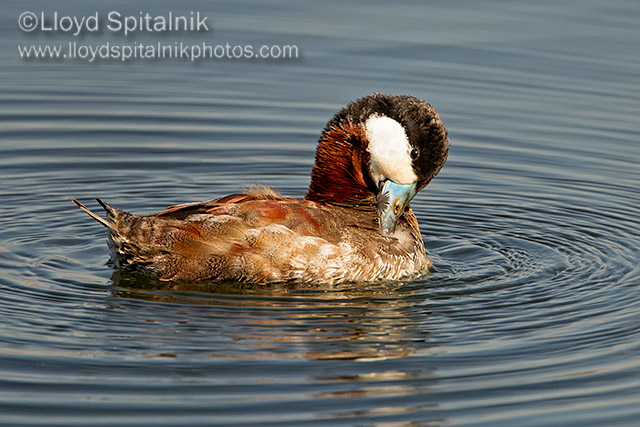 Ruddy Duck 